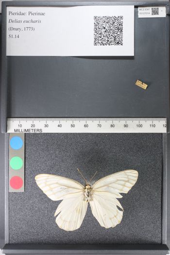 Media type: image;   Entomology 127014